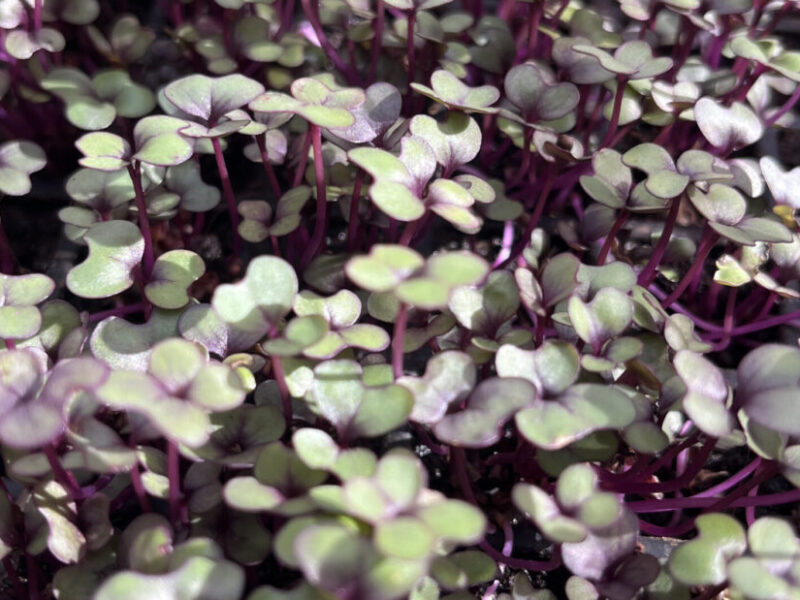 Microverde Repolho