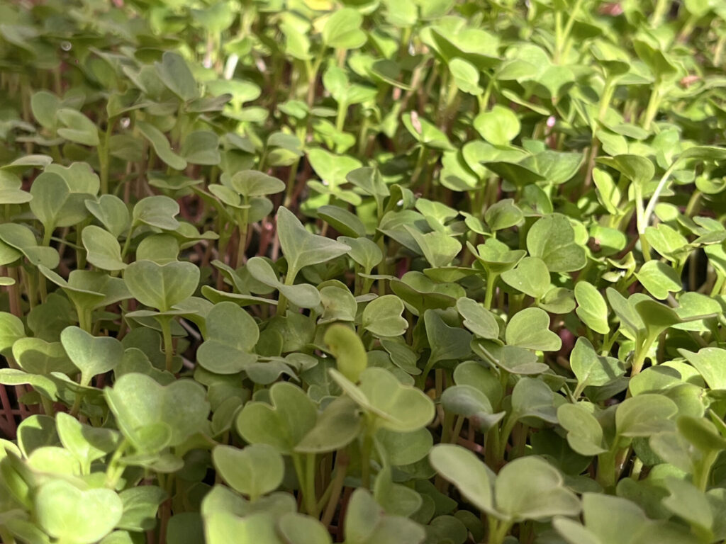 Microverdes cultivados na Aquafarm